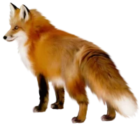 WEBP