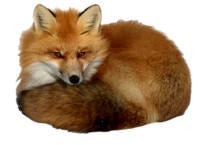 WEBP