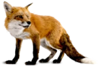 WEBP