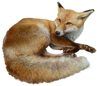 WEBP