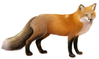 WEBP