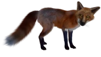 WEBP