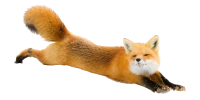 WEBP