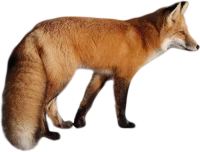 WEBP