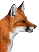 WEBP
