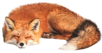 WEBP