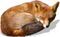 WEBP