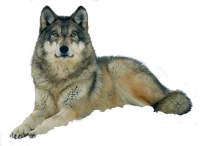 WEBP