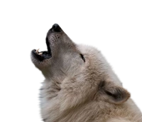 WEBP