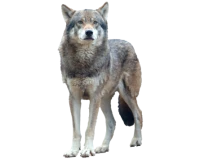 WEBP