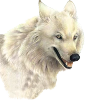 WEBP