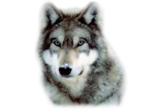 WEBP