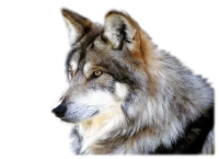 WEBP