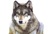 WEBP