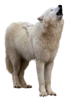 WEBP