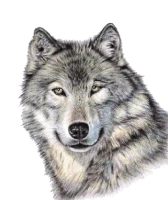 WEBP
