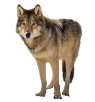 WEBP