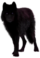 WEBP