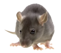 WEBP