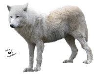 WEBP