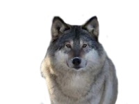 WEBP