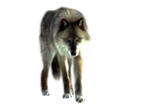 WEBP