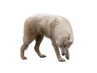 WEBP
