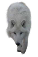 WEBP