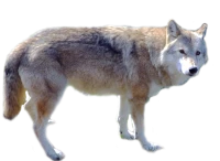 WEBP