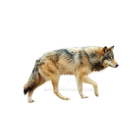 WEBP