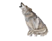 WEBP