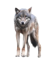 WEBP