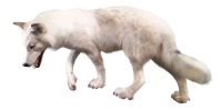 WEBP