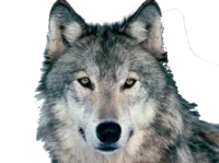 WEBP