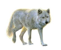 WEBP