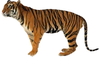 WEBP