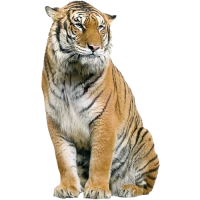 WEBP