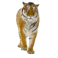 WEBP