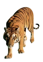 WEBP