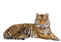 WEBP