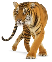WEBP
