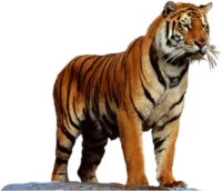 WEBP