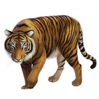 WEBP