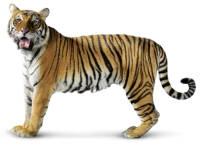 WEBP