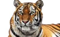 WEBP
