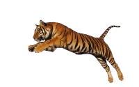 WEBP