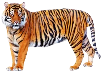 WEBP