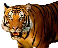 WEBP