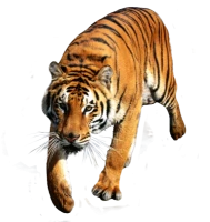 WEBP