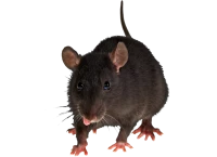 WEBP